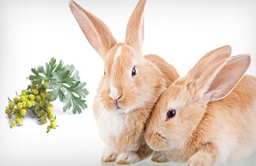 Pelinul pentru iepuri : beneficii și reguli de recoltare pentru iarnă!
